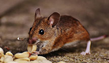 24 Hour & Emergency Exterminators in US Postal Inspect Srvc, TN